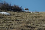 Last Look, deer on hill