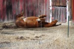 Rollen, horse rolling near barn